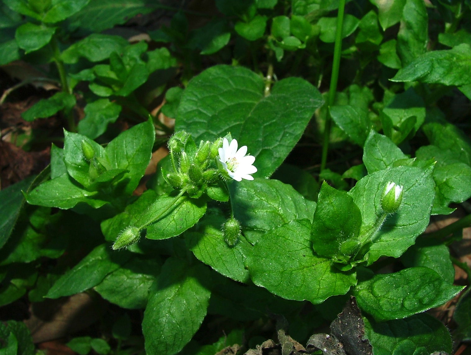 Cariofillacea - Stellaria media
